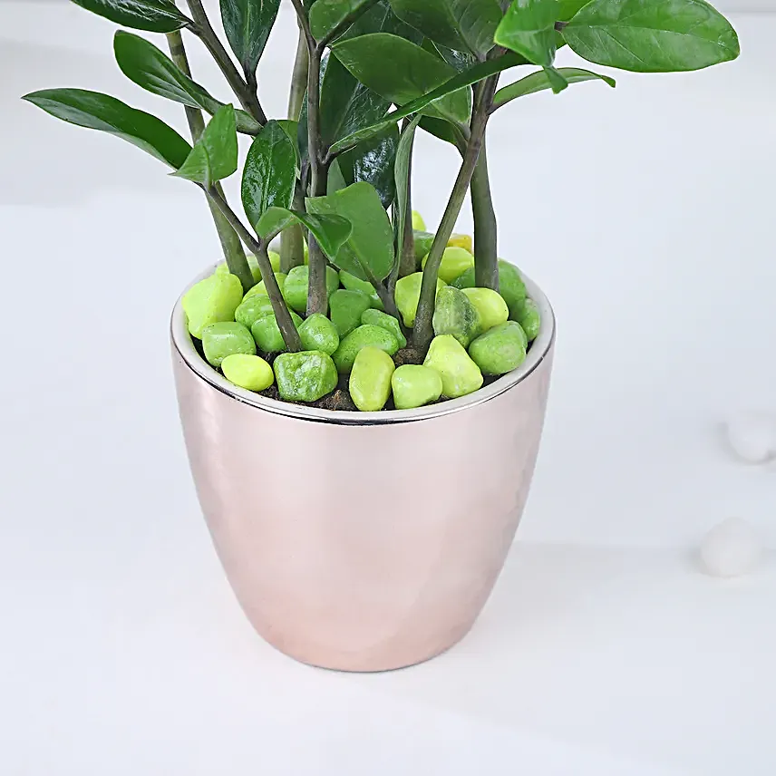 Luxe Gold Zamioculcas Harmony