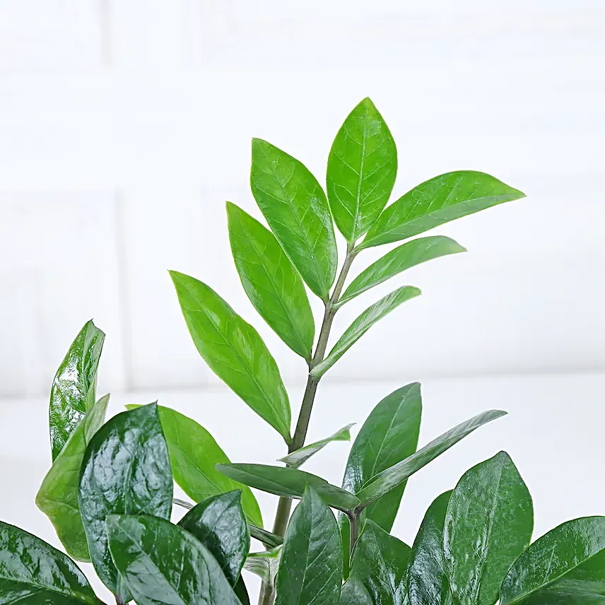 Luxe Gold Zamioculcas Harmony