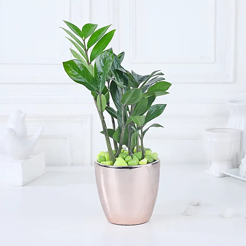 Luxe Gold Zamioculcas Harmony