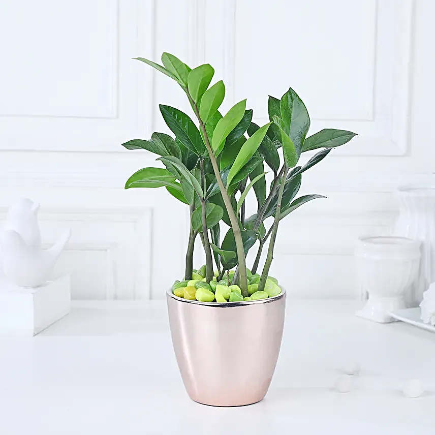 Luxe Gold Zamioculcas Harmony