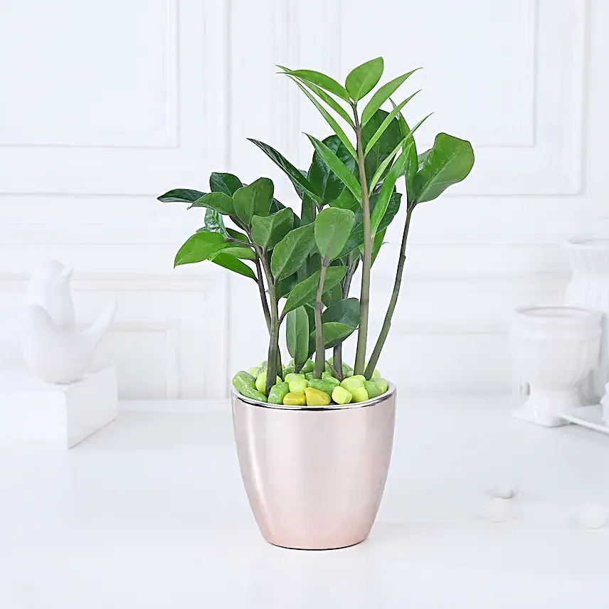 Luxe Gold Zamioculcas Harmony