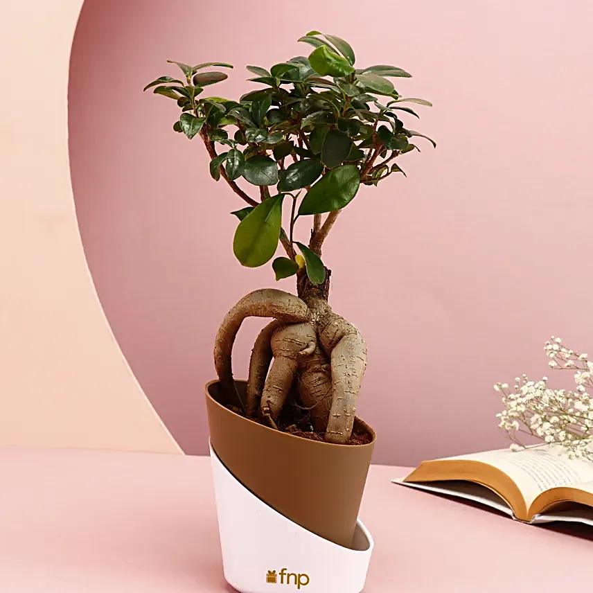 Majestic Bonsai Plant