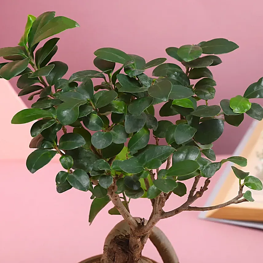 Majestic Bonsai Plant
