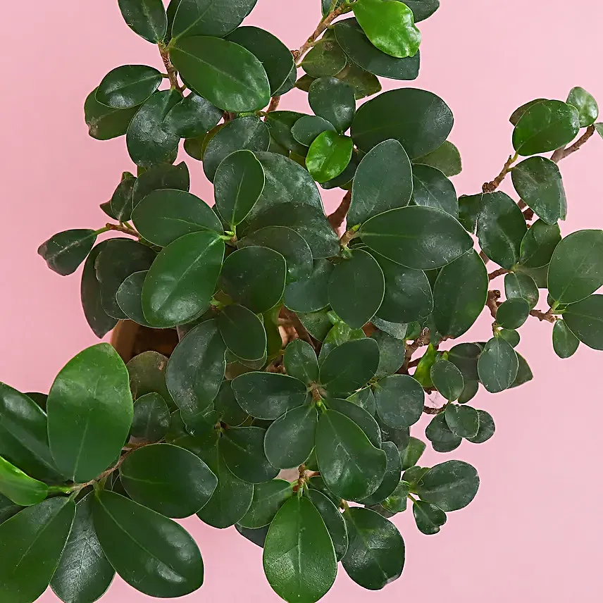 Majestic Bonsai Plant