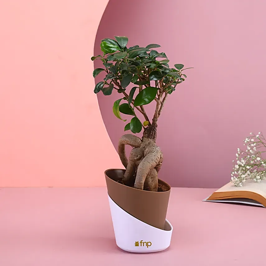 Majestic Bonsai Plant