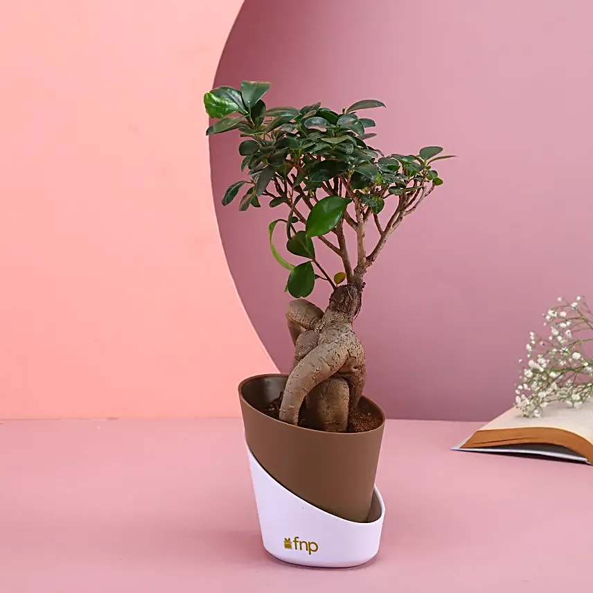 Majestic Bonsai Plant