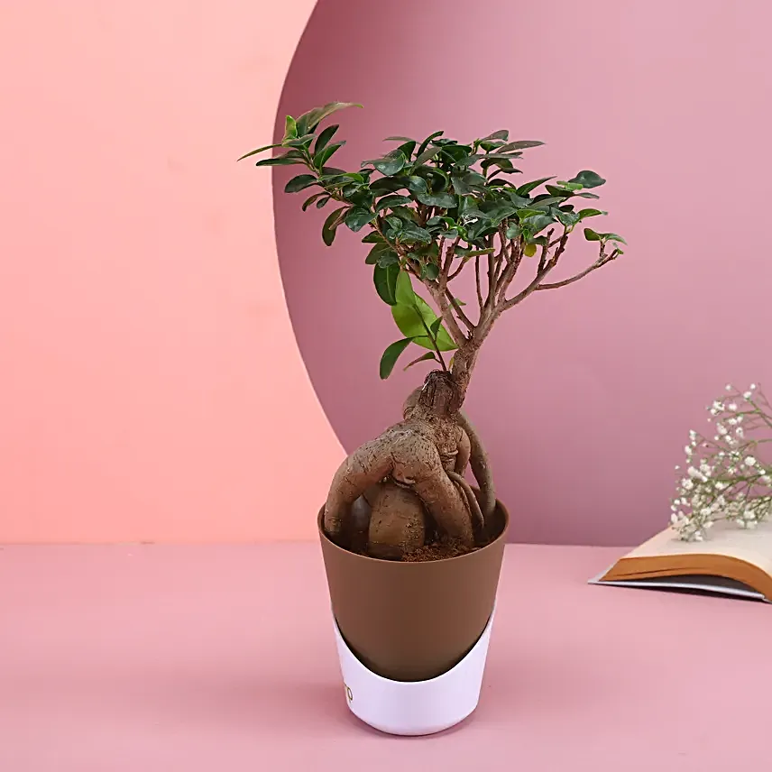 Majestic Bonsai Plant