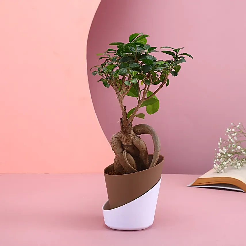 Majestic Bonsai Plant