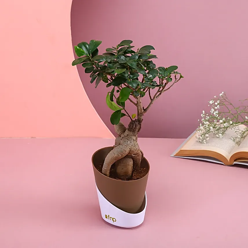 Majestic Bonsai Plant