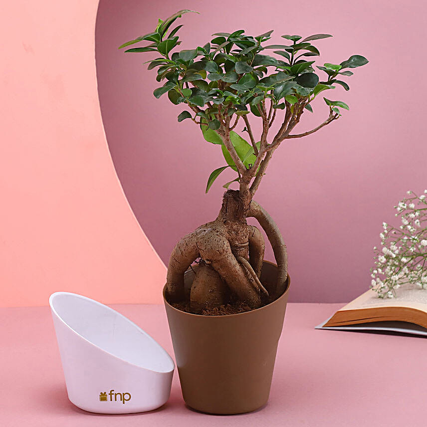 Majestic Bonsai Plant