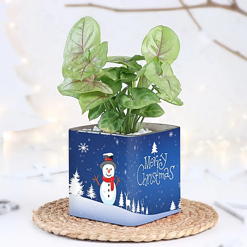 Merry Christmas Syngonium Glow