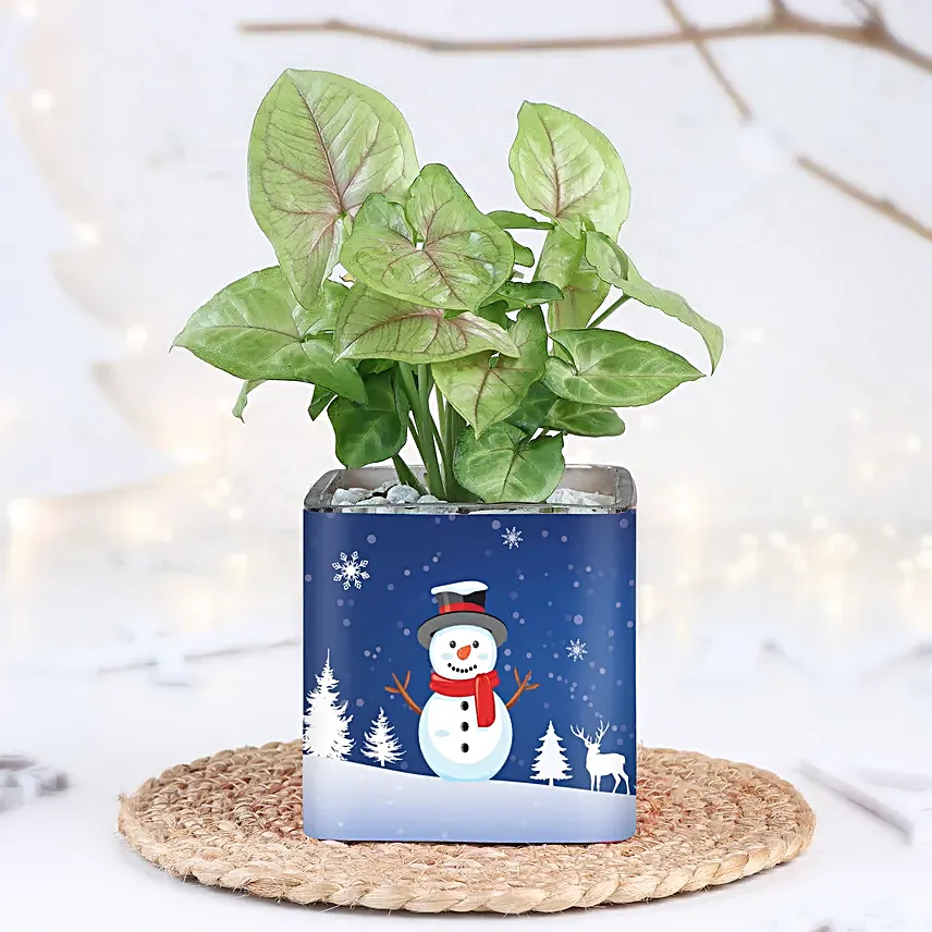 Merry Christmas Syngonium Glow