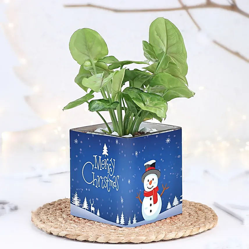 Merry Christmas Syngonium Glow
