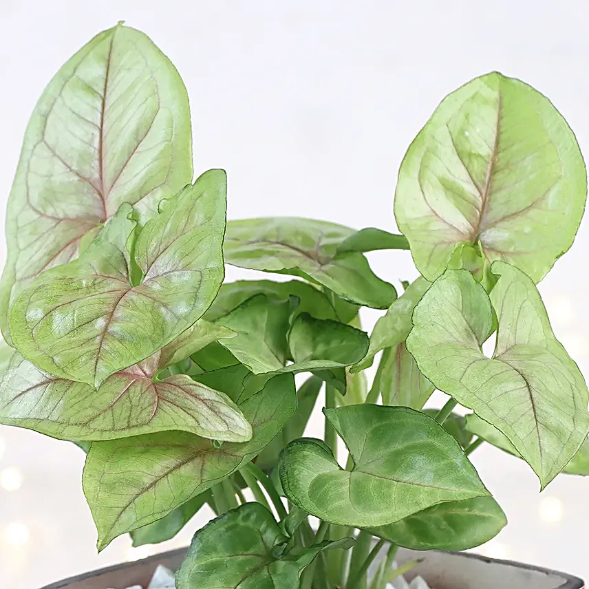 Merry Christmas Syngonium Glow