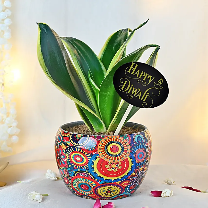 Milt Sansevieria Diwali Delight