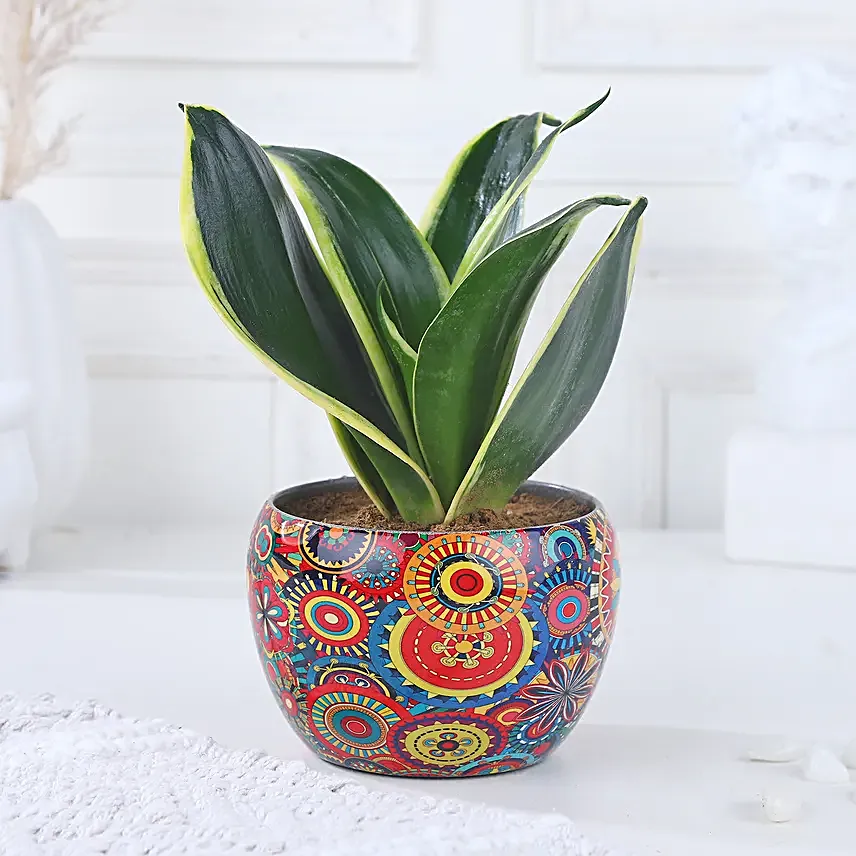 Milt Sansevieria Diwali Delight