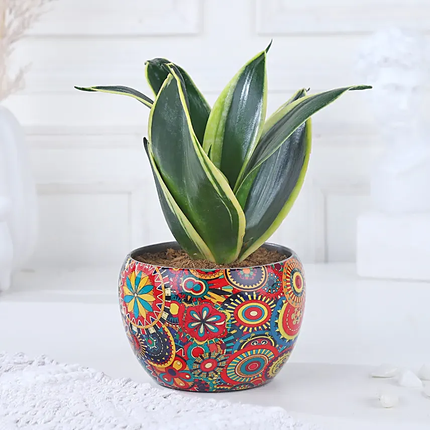 Milt Sansevieria Diwali Delight