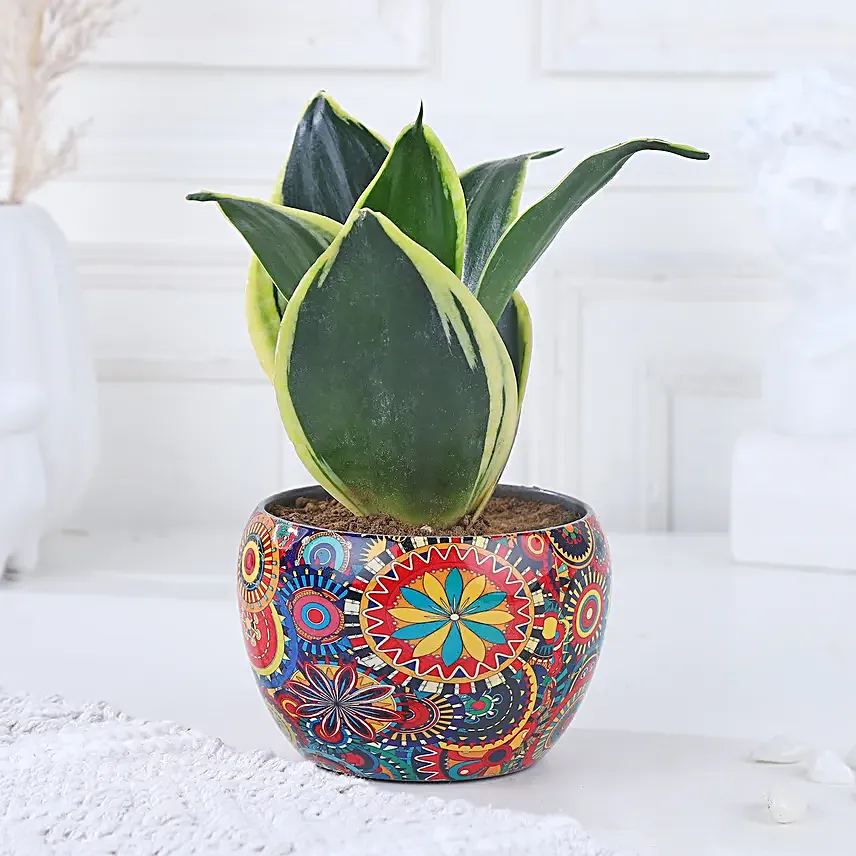 Milt Sansevieria Diwali Delight