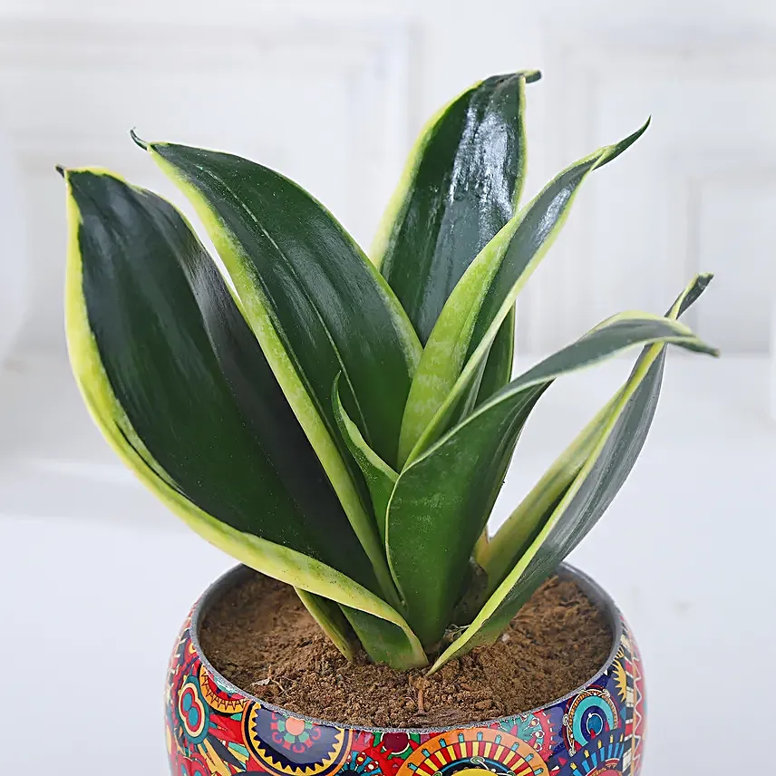 Milt Sansevieria Diwali Delight