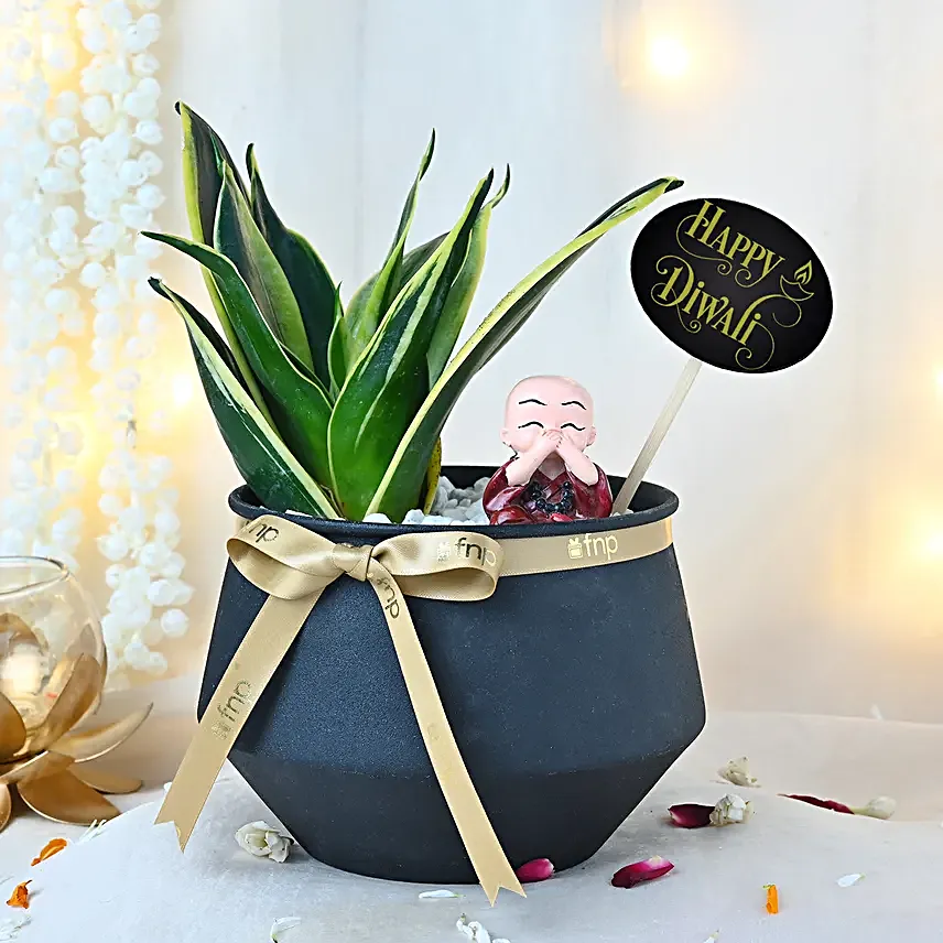 Milt Sansevieria Diwali Harmony