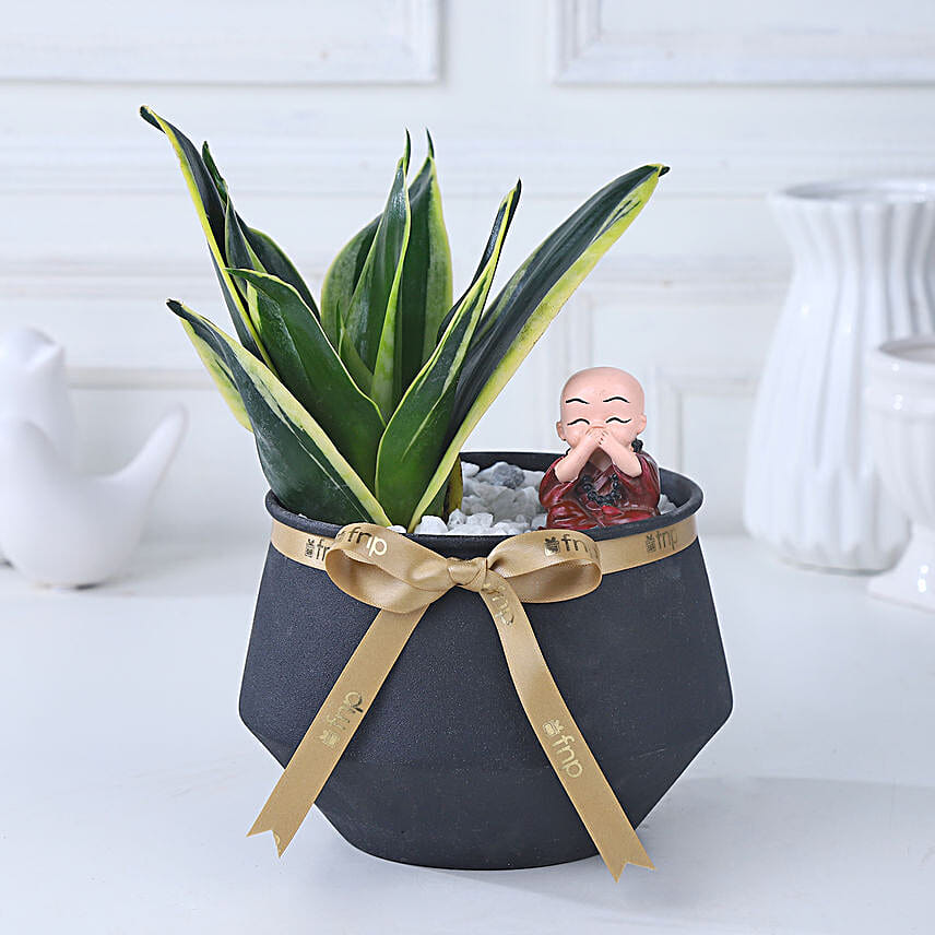 Milt Sansevieria Diwali Harmony
