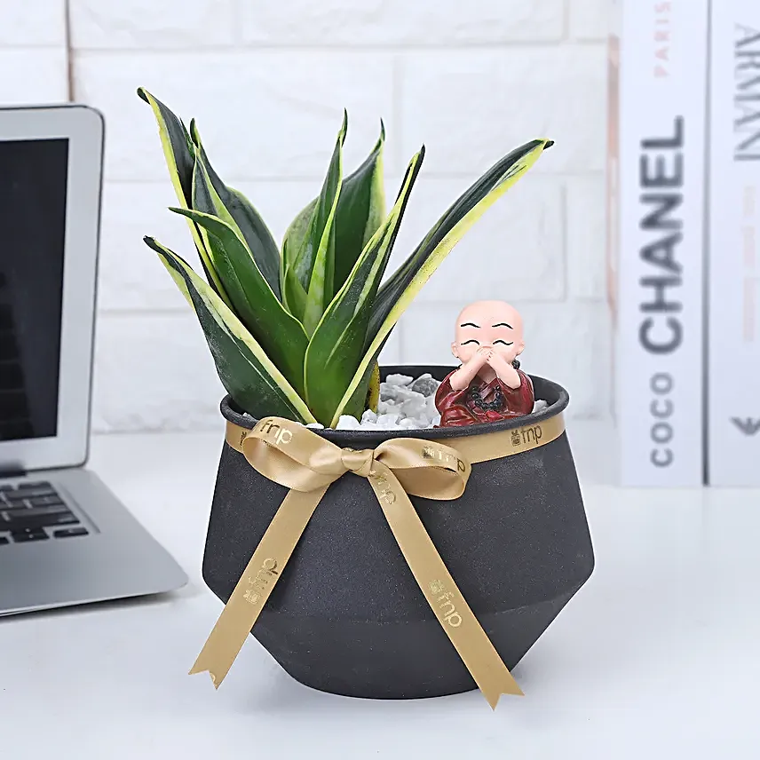 Milt Sansevieria Diwali Harmony