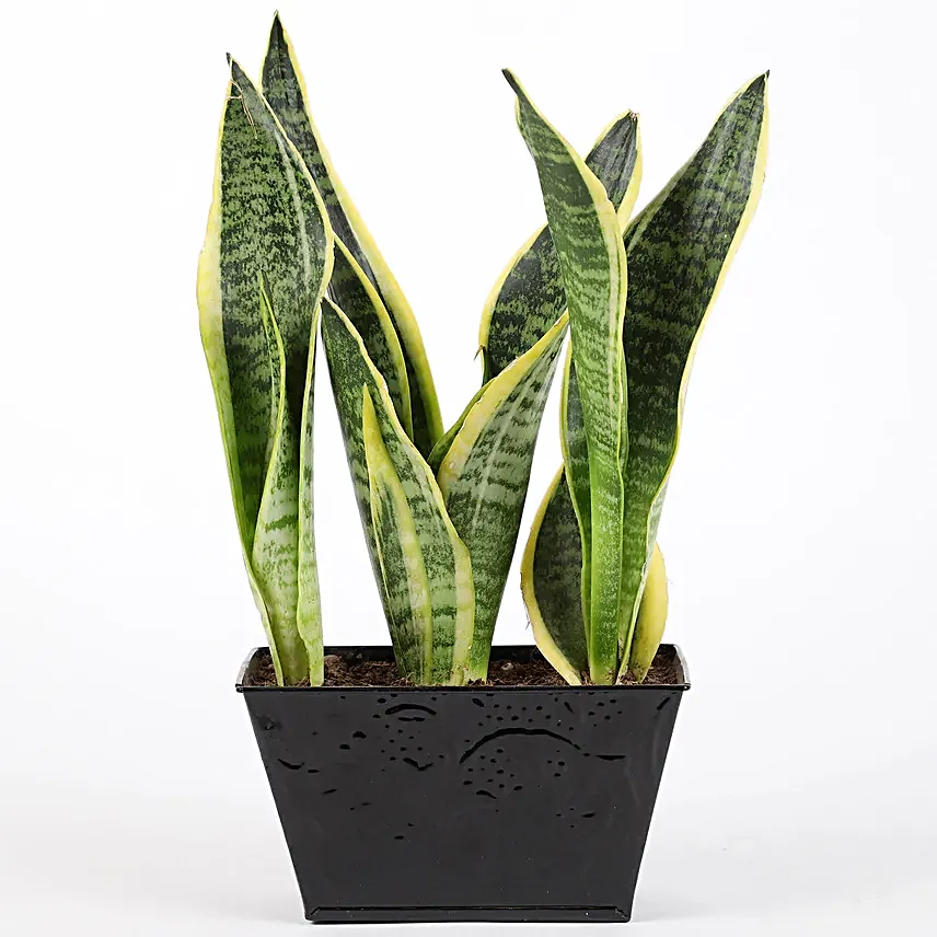 sansevieria plant online for valentine day