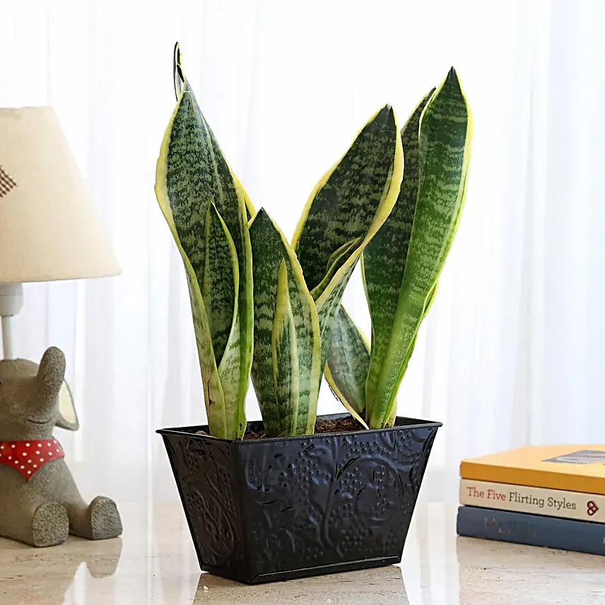 sansevieria plant online for valentine day