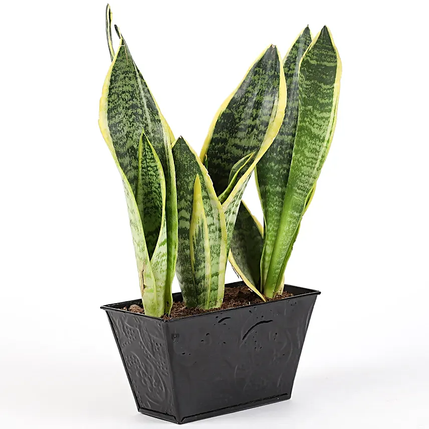 sansevieria plant online for valentine day