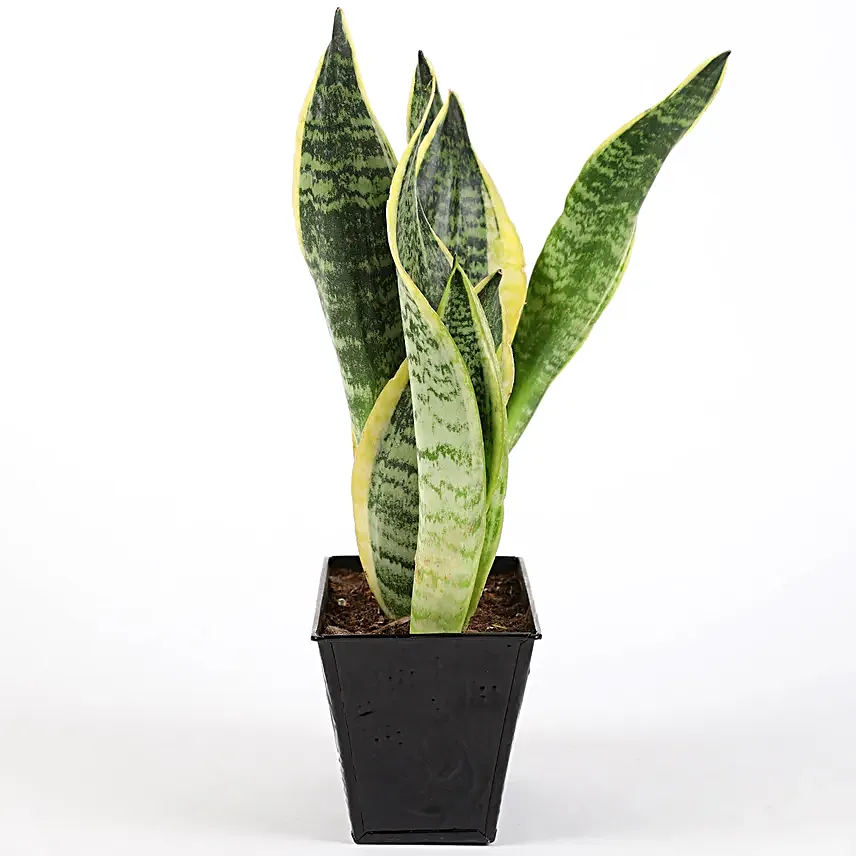 sansevieria plant online for valentine day