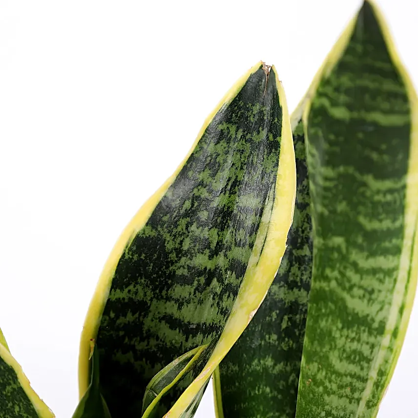 sansevieria plant online for valentine day