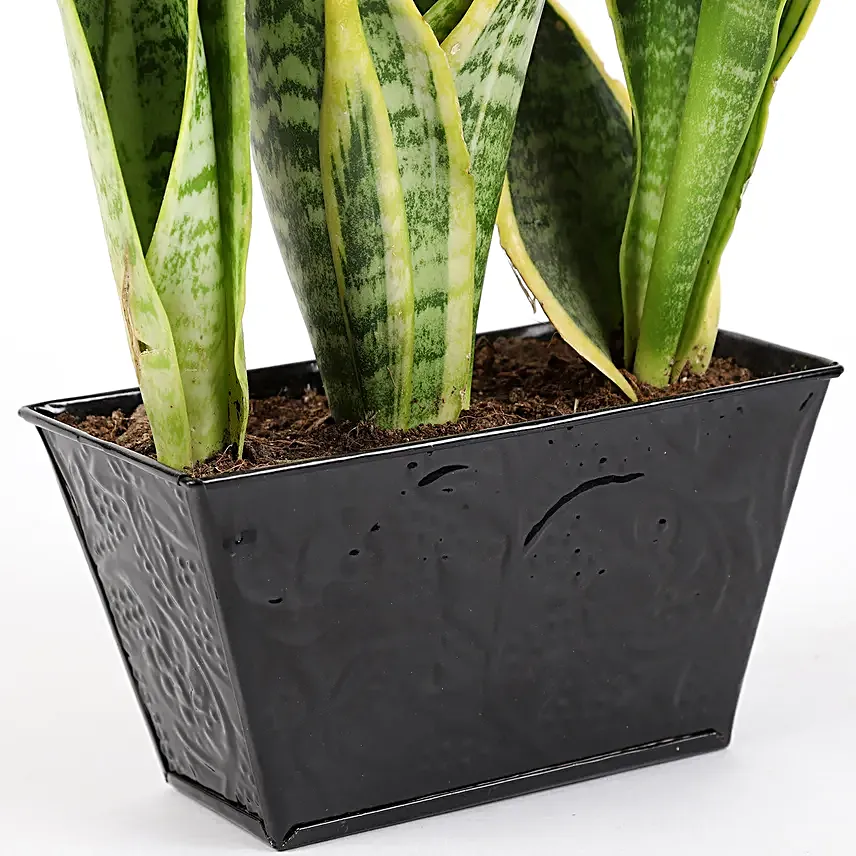 sansevieria plant online for valentine day