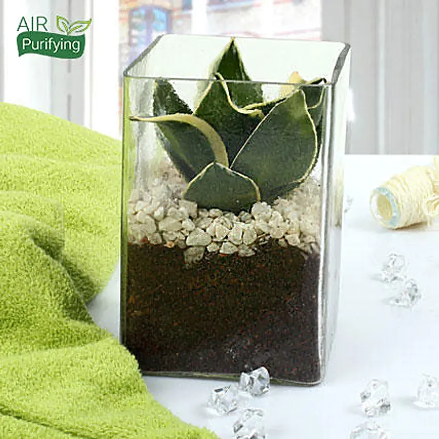 MILT sansevieria plant in a glass vase