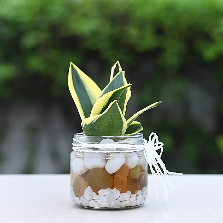 Milt Sansevieria Mason Jar Terrarium