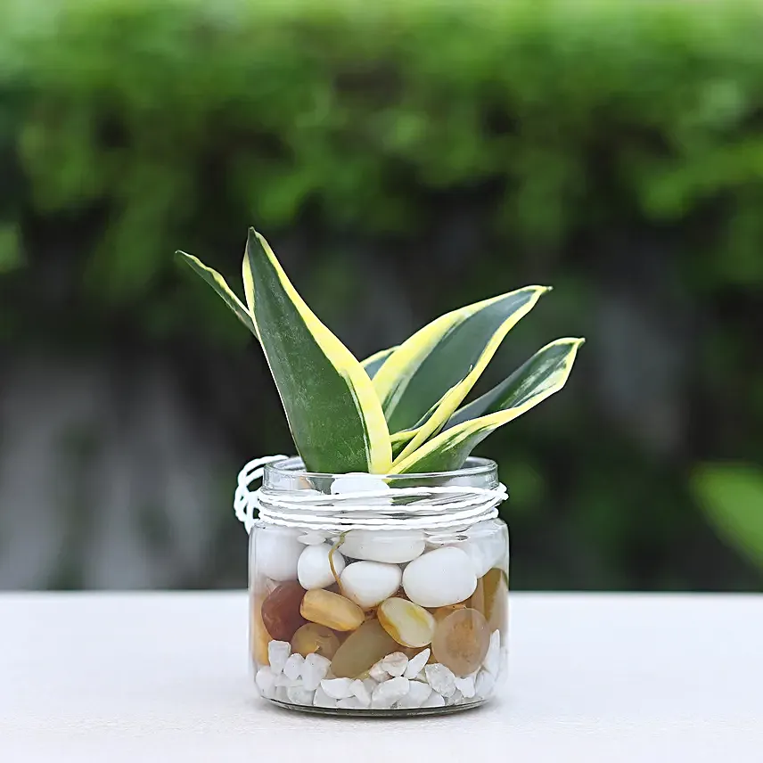 Milt Sansevieria Mason Jar Terrarium