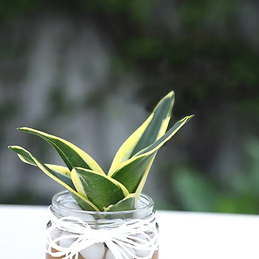 Milt Sansevieria Mason Jar Terrarium