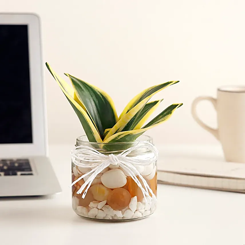 Milt Sansevieria Mason Jar Terrarium