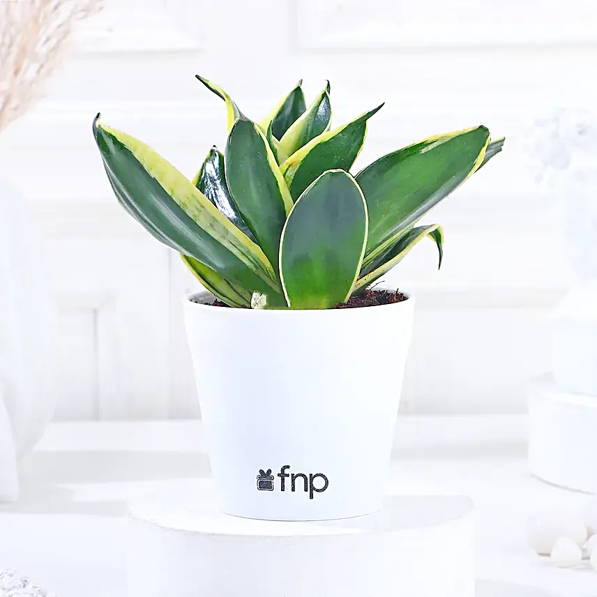 sansevieria plant online
