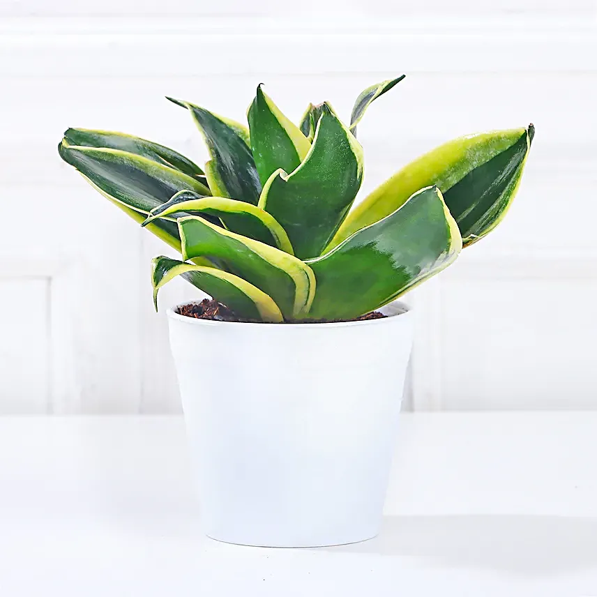 sansevieria plant online