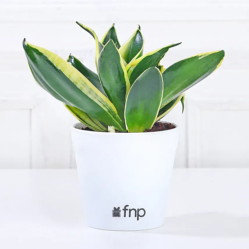 sansevieria plant online
