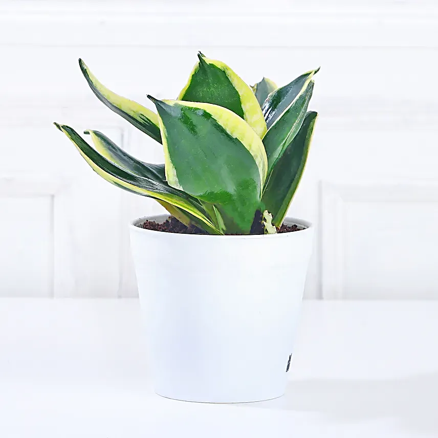 sansevieria plant online