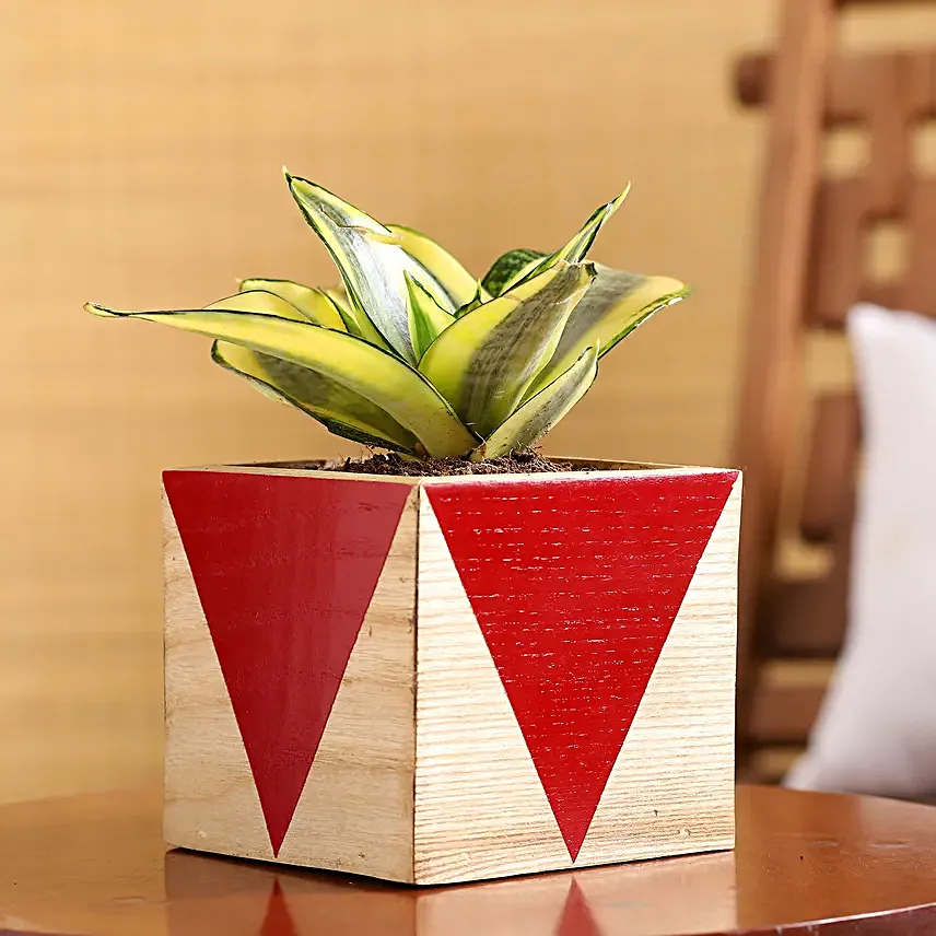 Milt Sansevieria Plant In Red Wooden Square Pot