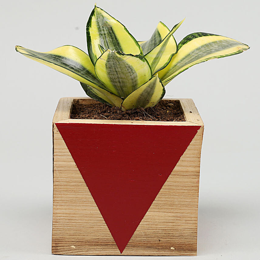 Milt Sansevieria Plant In Red Wooden Square Pot