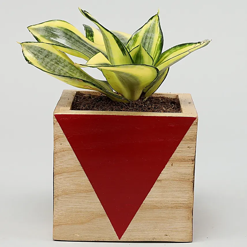 Milt Sansevieria Plant In Red Wooden Square Pot