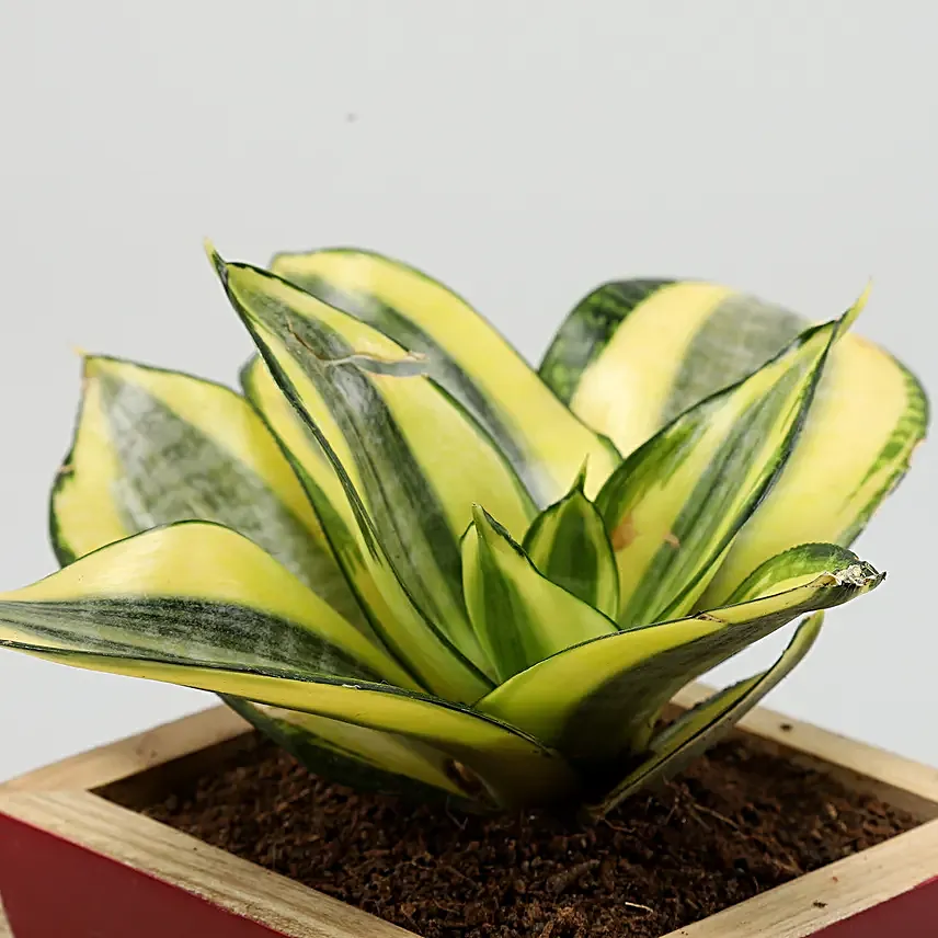 Milt Sansevieria Plant In Red Wooden Square Pot
