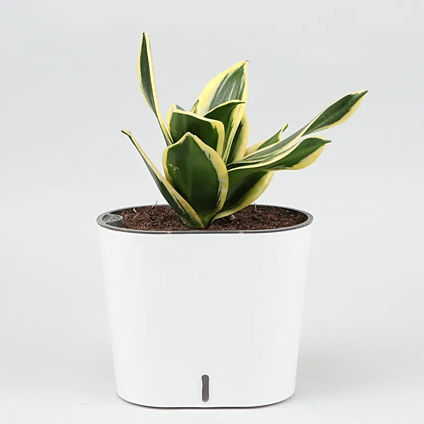 Sanseveria in Self-watering Pot