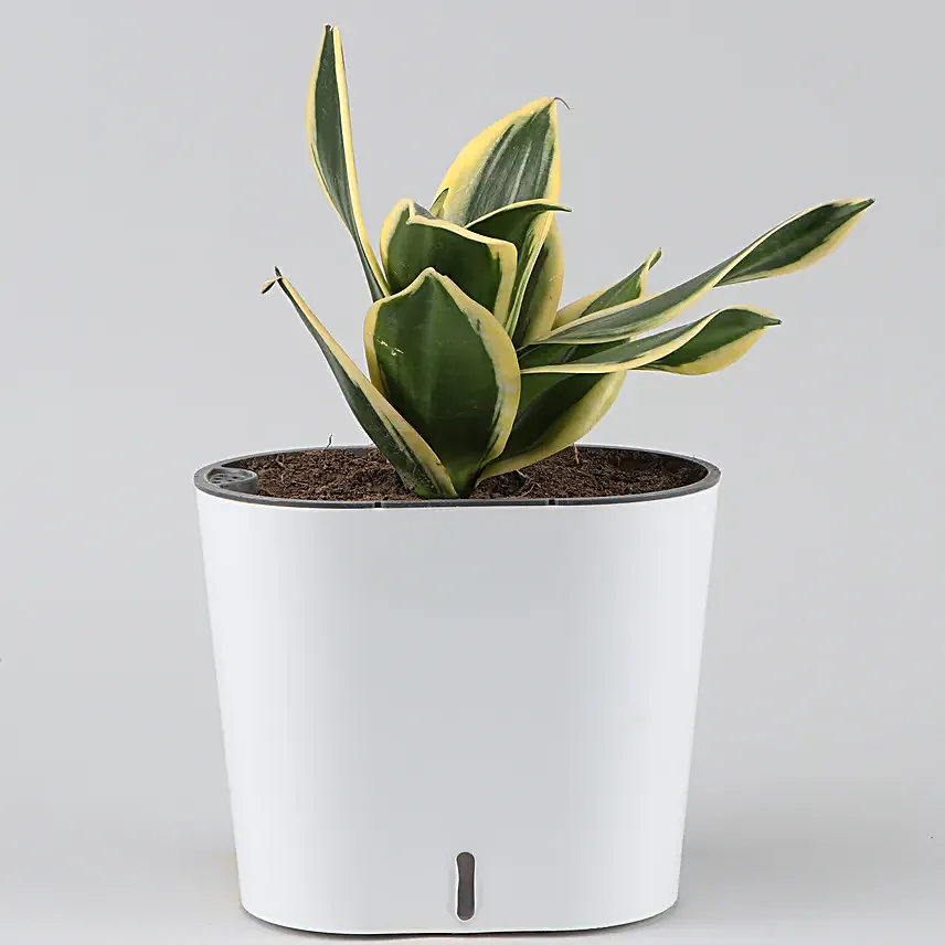 Sanseveria in Self-watering Pot