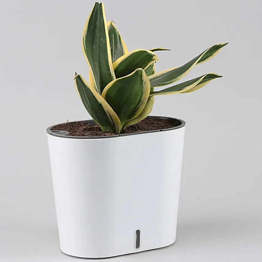 Sanseveria in Self-watering Pot