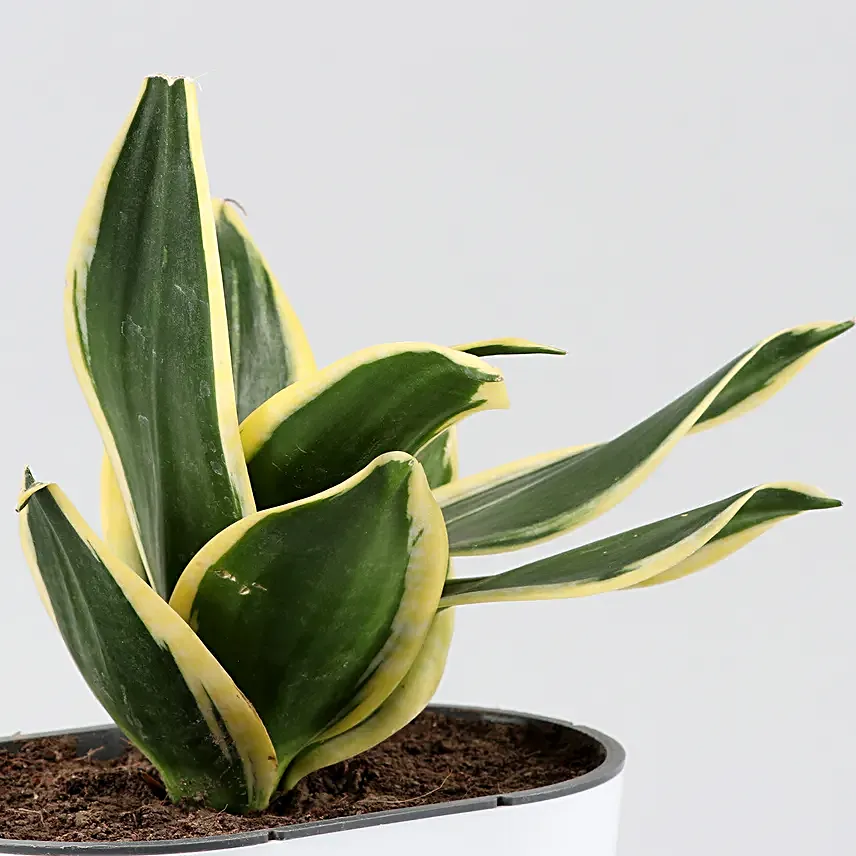 Sanseveria in Self-watering Pot