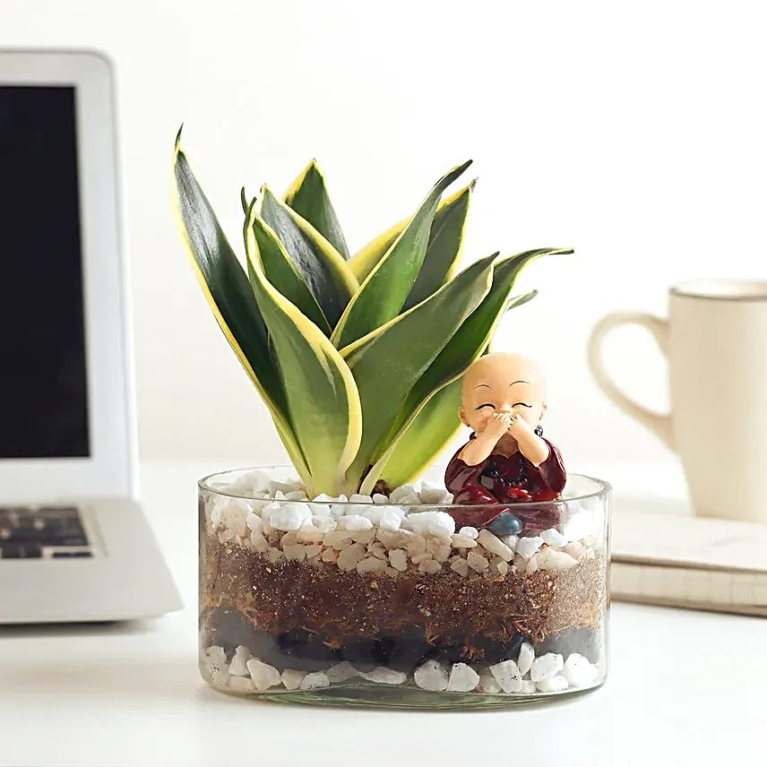 Milt Sansevieria Plant Oval Jar Terrarium